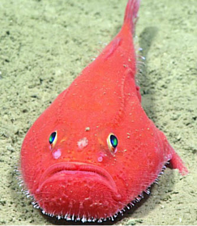 Chaunax suttkusi_03.jpg